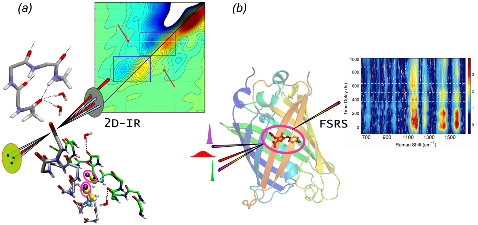 Revealing ultrafast structural dynamics of biomolecules