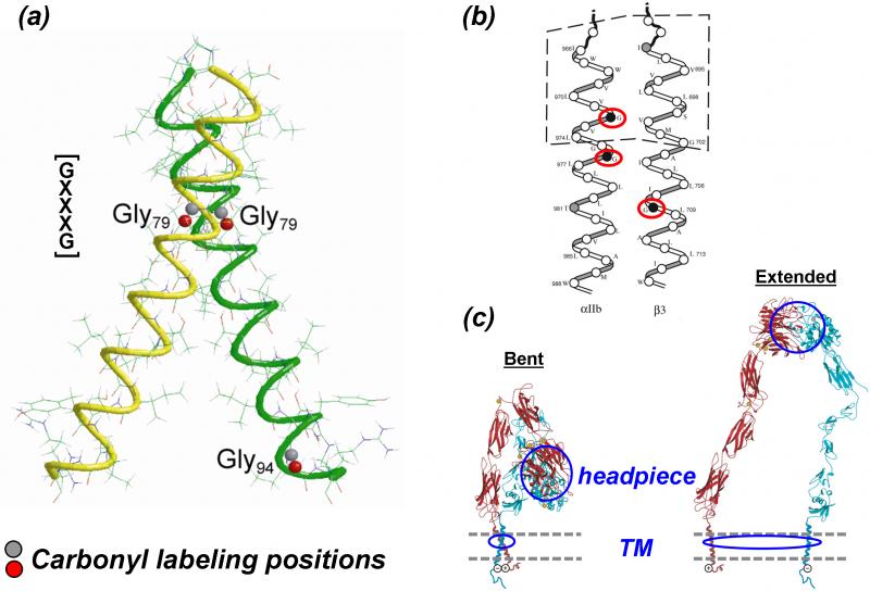 From a glycoprotein to an integrin...